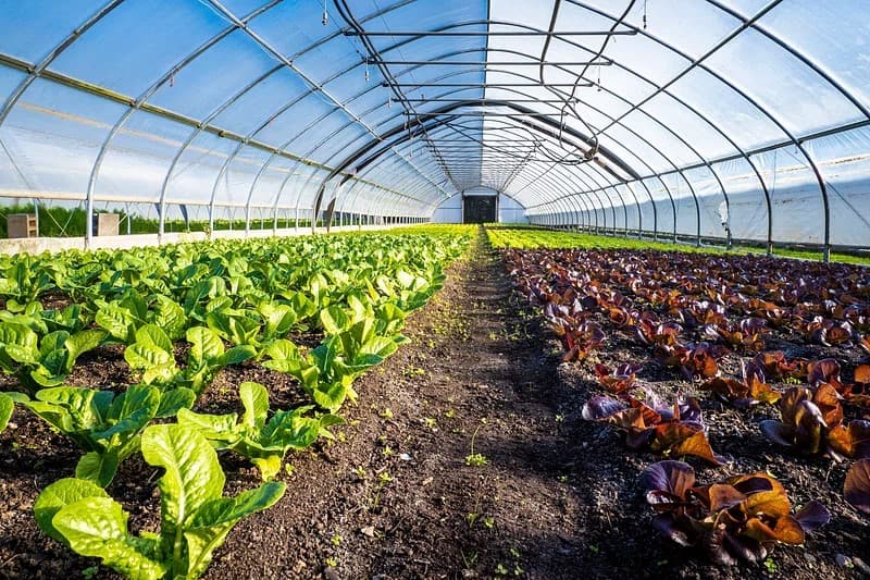 greenhouse agricutlure 2